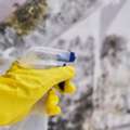 Mould Removal Services In Singapore