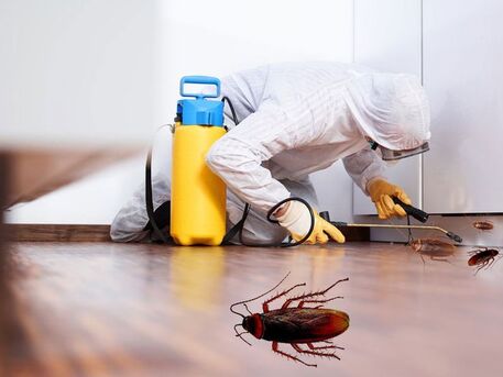 Singapore, Cleaning, Singapore Pest Control Service For Cockroach