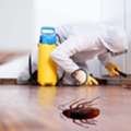 Singapore Pest Control Service For Cockroach