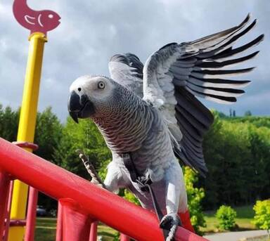 Geneva, Pet Supplies, CHF 320,  I