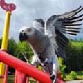 CHF 320,  I'm Giving My Sweet African Grey Parrot  For Free Adoption