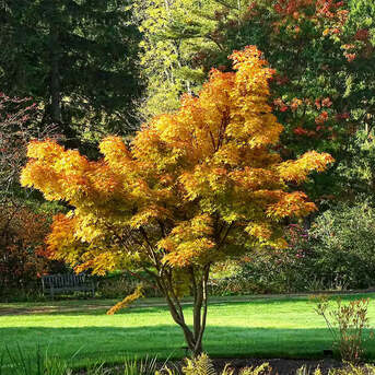 New York, Items Wanted, Japanese Maple Trees - Beautiful Choice For Home Gardens