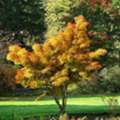 Japanese Maple Trees - Beautiful Choice For Home Gardens