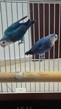 Khobar, Pet Supplies, SAR 350,  Rose Birds