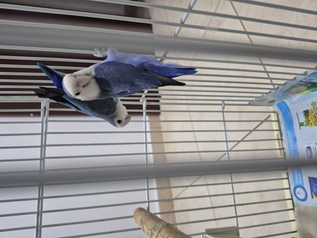 Khobar, Pet Supplies, SAR 350,  Rose Birds