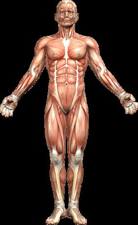 New York, Medical, Realistic Human Skeleton 3D Model For Learning