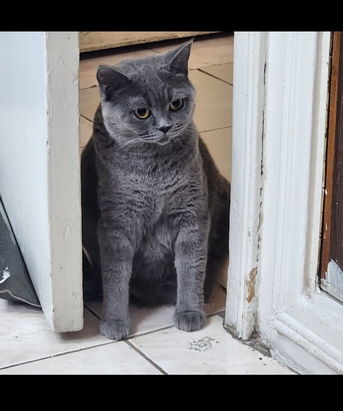 Dammam, Pet Supplies, Scottish Cat 2 And Half Year Old .free Adoption