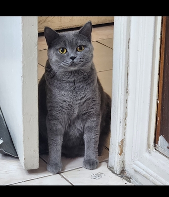 Dammam, Pet Supplies, Scottish Cat 2 And Half Year Old .free Adoption