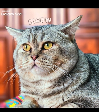 Dammam, Pet Supplies, Scottish Kitten 1 Year Old .free Adoption