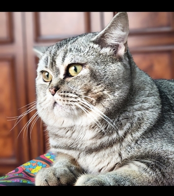 Dammam, Pet Supplies, Scottish Kitten 1 Year Old .free Adoption