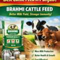 Best Cattle Feed In Punjab &ndash; Brahmi Cattle Feed