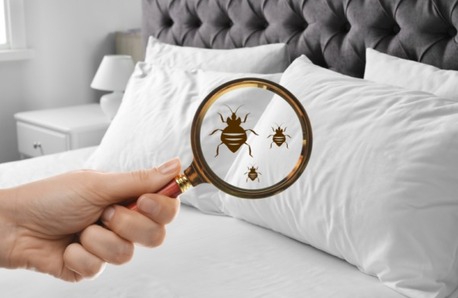 London, Pest Control, How Can Bed Bug Treatment In Northampton Get Rid Of Infestations Fast?