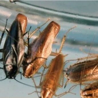 Miami, Business, Roach Killing Bait 50 Packs Online