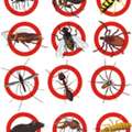 ✅✅✅ PEST CONTROL & INSECT TREATMENT &ndash; DAMMAM ✅✅✅