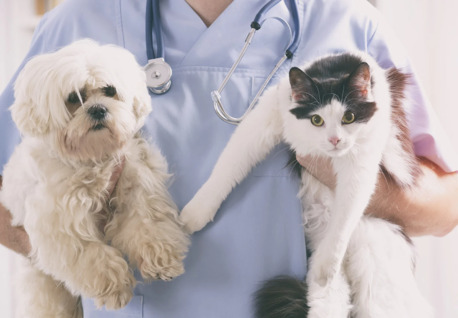 New York, Health, When Minutes Matter, Choose An Emergency Cat Hospital In Encino