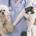 When Minutes Matter, Choose An Emergency Cat Hospital In Encino
