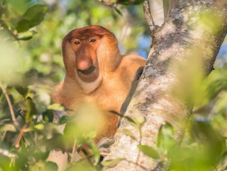 Kuala Lumpur, Travel, Borneo Birding And Wildlife Tour | Borneo Birdwatching Tour