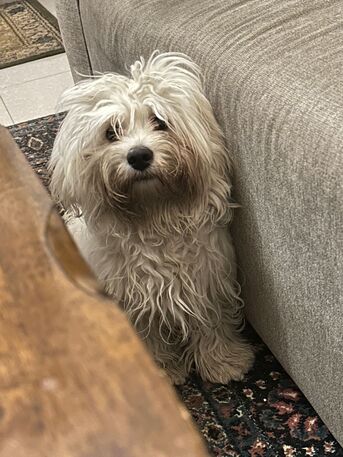 Taif, Pet Supplies, SAR 500,  MALTESE DOG FOR SALE/ ONLY SERIOUS BUYERS