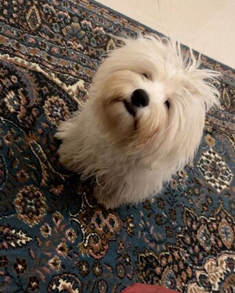Taif, Pet Supplies, SAR 500,  MALTESE DOG FOR SALE/ ONLY SERIOUS BUYERS