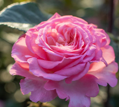 New York, Farm & Garden, USD 54,  Sunbelt&reg; Savannah