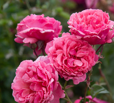 New York, Farm & Garden, USD 54,  Dee-Lish