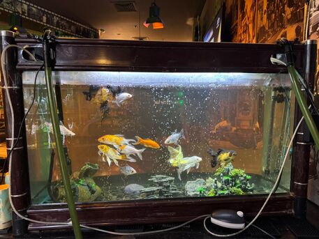 Amwaj Islands, Pet Supplies, BHD 200,  Aquarium