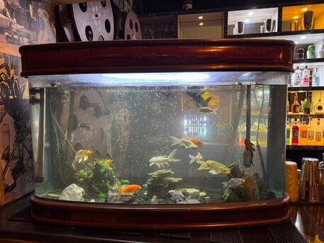 Amwaj Islands, Pet Supplies, BHD 200,  Aquarium