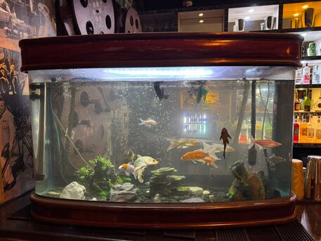 Amwaj Islands, Pet Supplies, BHD 200,  Aquarium