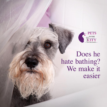 Dubai, Pet Sitting, Pets In The City - Pet Grooming Dubai