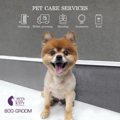 Dubai, Pet Sitting, Pets In The City - Pet Grooming Dubai