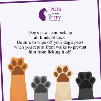 Dubai, Pet Sitting, Pets In The City - Pet Grooming Dubai