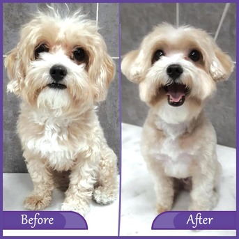 Dubai, Pet Sitting, Pets In The City - Pet Grooming Dubai