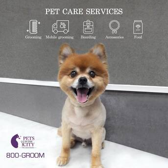 Dubai, Pet Sitting, Pets In The City - Pet Grooming Dubai