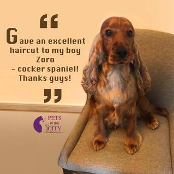 Dubai, Pet Sitting, Pets In The City - Pet Grooming Dubai