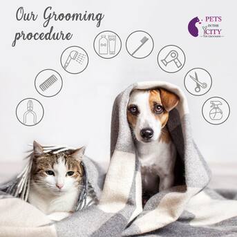Dubai, Pet Sitting, Pets In The City - Pet Grooming Dubai