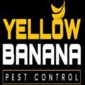 Yellow Banana Pest Control