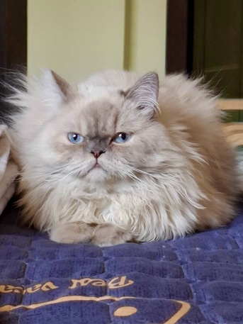 Riyadh, Pet Adoption, Adoption Call!