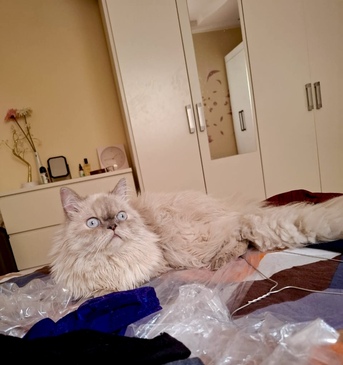 Riyadh, Pet Adoption, Adoption Call!