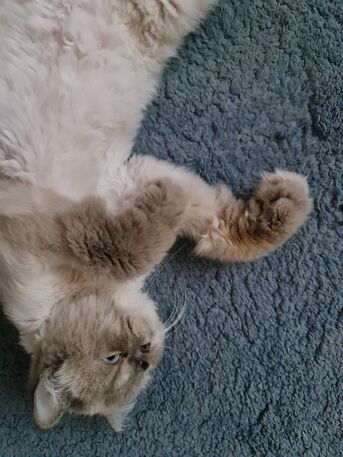 Riyadh, Pet Adoption, Adoption Call!