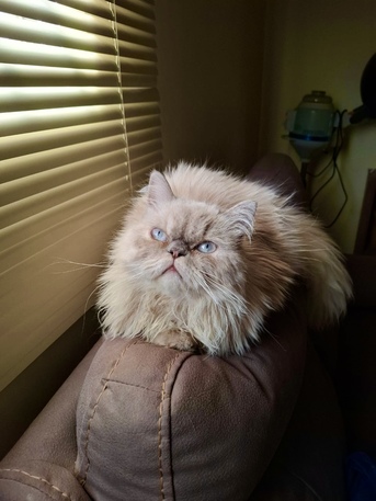 Riyadh, Pet Adoption, Adoption Call!