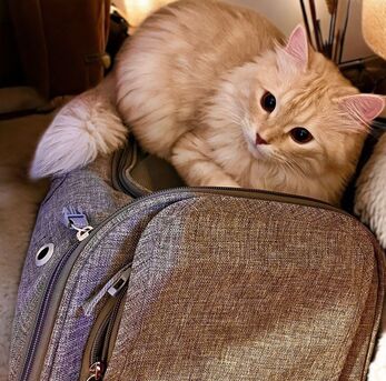 Riyadh, Pet Adoption, Adoption Call!