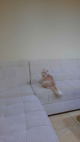 Riyadh, Pet Adoption, Adoption Call!