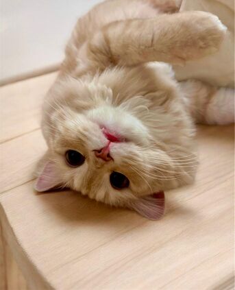 Riyadh, Pet Adoption, Adoption Call!