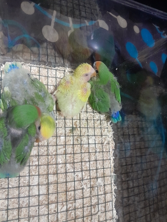Al Nuzha, Pet Supplies, SAR 120,  African Love Birds