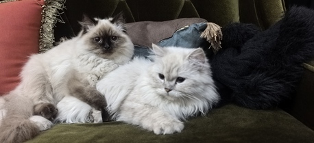 Khobar, Pet Adoption, Himalayan Cats (male & Female)