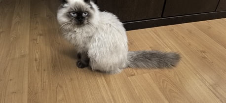 Khobar, Pet Adoption, Himalayan Cats (male & Female)