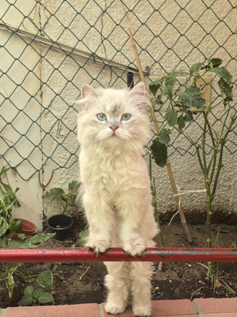 Khobar, Pet Adoption, Himalayan Cats (male & Female)