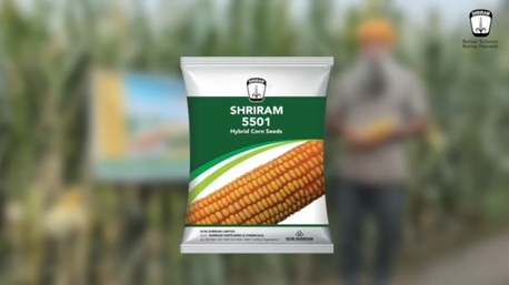 Mumbai, Farm/Garden, High Performance Shriram 5501 Hybrid Maize Seeds For Better Yields