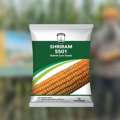 High Performance Shriram 5501 Hybrid Maize Seeds For Better Yields