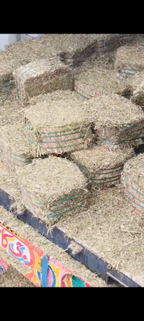 Islamabad, Food, EXPORT & IMPORT &ndash; CAMEL FOOD From Pakistan ???????? To Saudi Arabia . Premium Camel Feed